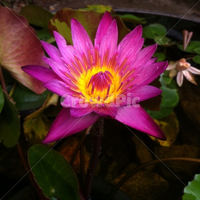 연꽃,lotus,꽃,자주색,flower,물,분홍색