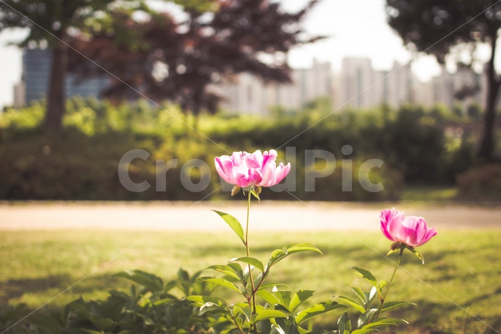 꽃,Flower,공원,park,자연,nature,식물,plane,풍경,landscape,서울,선유도공원,식물,자연,plants,nature,꽃,flower,감성,sensible,feeling,휴식,힐링,rest,relaxation,healing