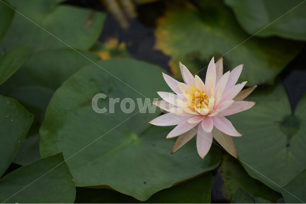 꽃,연꽃,식물,여름,연잎,식물,자연,plants,nature,꽃,flower