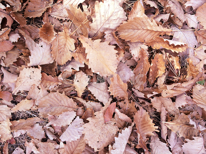 낙엽,나뭇잎,가을,잎,감성,가을,계절,fall,autumn,season,plant,식물,leaf