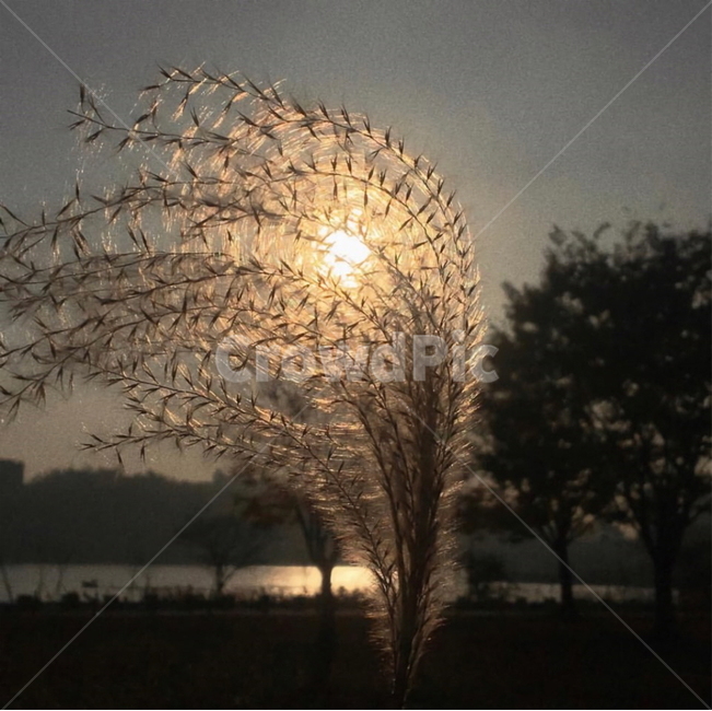 갈대,역광,하늘,가을,풍경