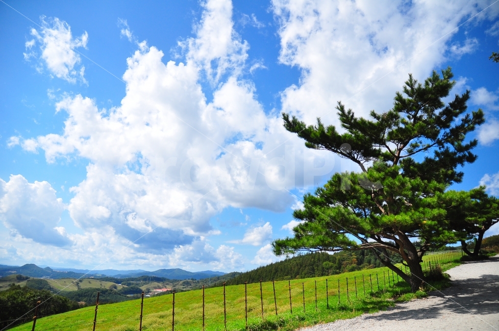 대관령,양떼목장,나무,울타리,초원,자연,잔디,하늘,구름,가을,여행,sheep,farm,tree,grass,grassland,nature,background,sky,clouds,자연,풍경,nature,landscape,한국자연풍경,한국자연경관,korea nature landscape,목축업,목장,livestock farming,ranching,pasture,outdoors,옥외