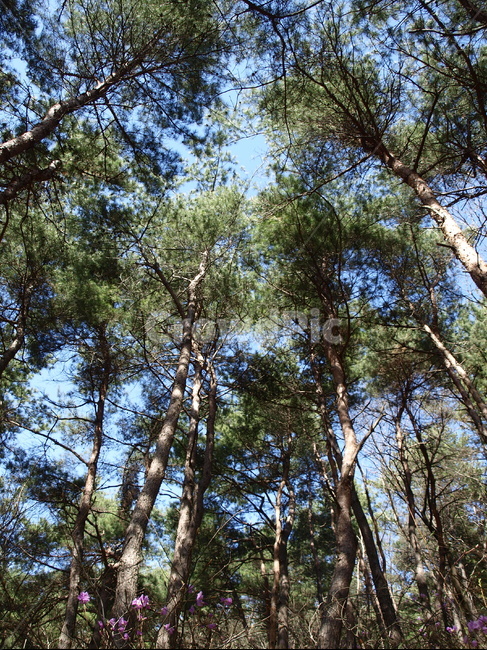 숲,나무,초록,하늘,산,자연,식물,자연,plants,nature,나무,trees,wood
