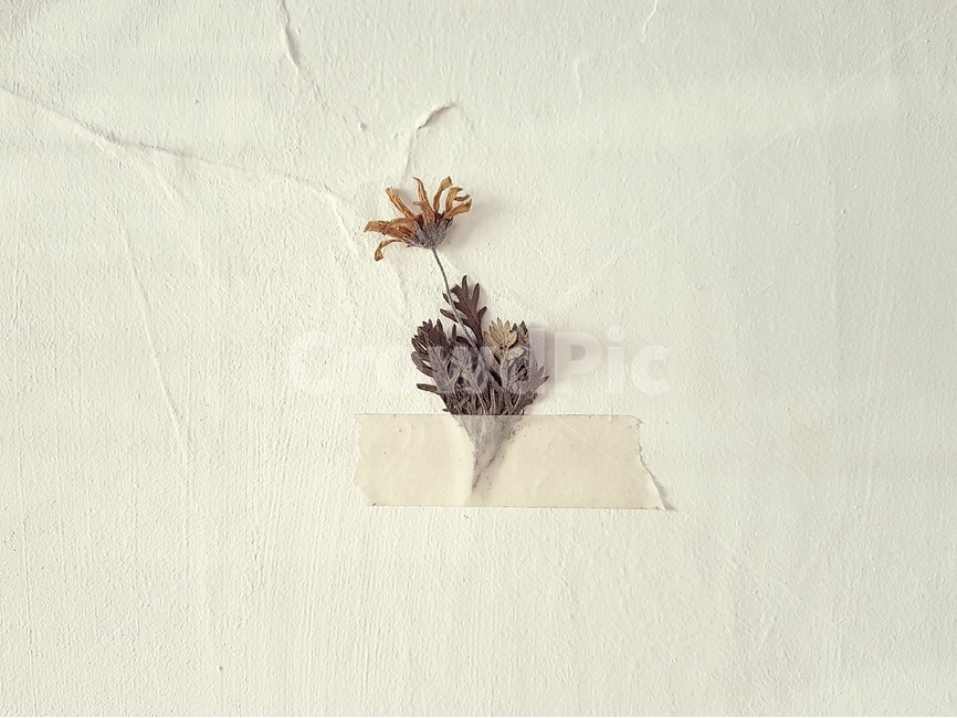 벽,마른꽃,배경,꽃,폰배경,wall,wallpaper,background,flower,dryflower,흰색,꽃,flower,인테리어,실내디자인,interior design