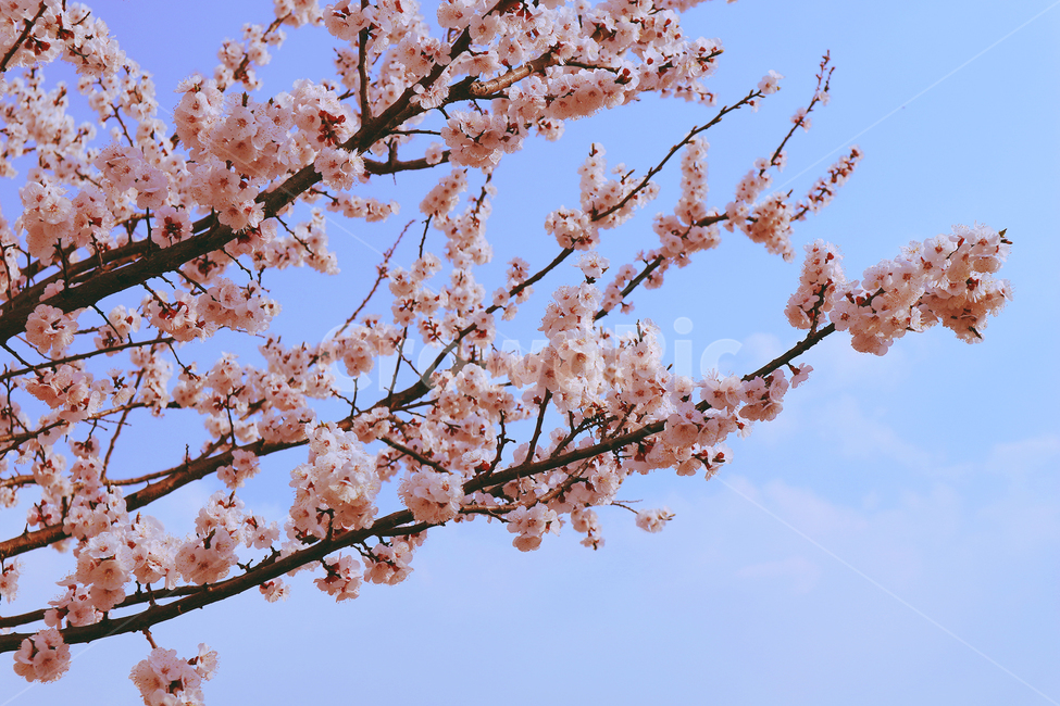 love,pink,Cherry Blossom,tree branch,flower tree,spring breeze,flowering,branch,spring flowers,spring,season,sky,treebranches,flower branch,cherry blossom branch,flower,cherry blossom tree,flutter,branch tree,plant