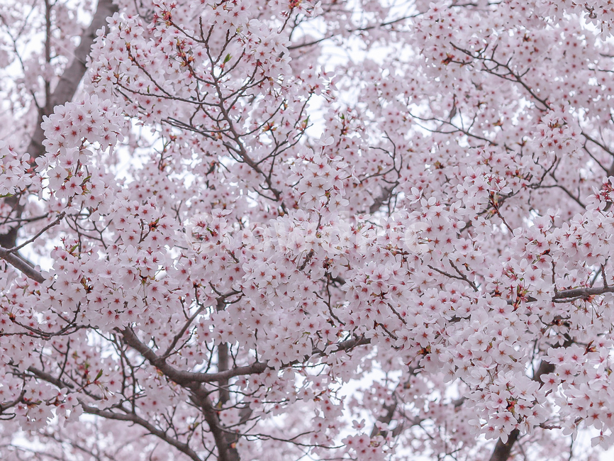 cherryblossom,화사함,plant,식물,flower,꽃,blossom,봄,벚꽃,벚꽃비,풍경,벚꽃나무,시즌,봄,계절,spring,season