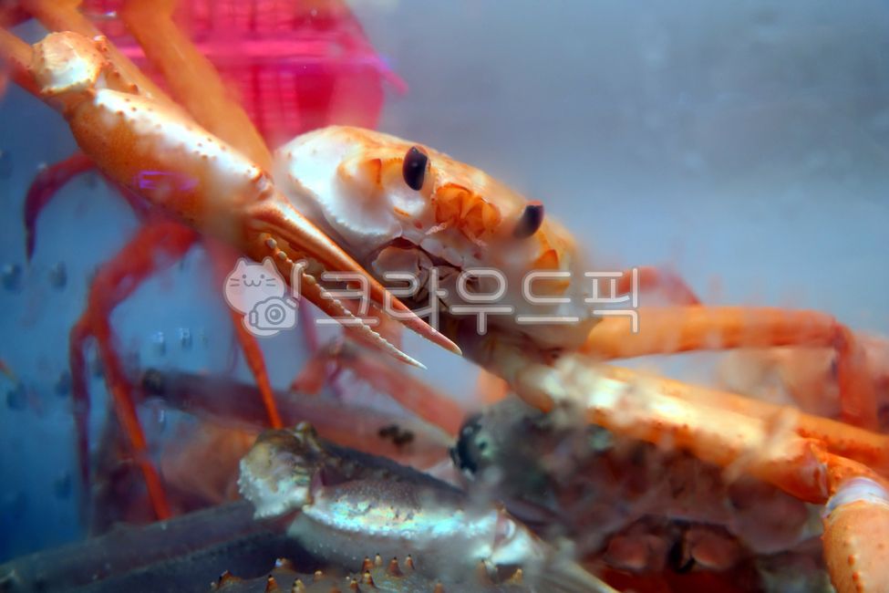 naturalproduct,alive,fishmarket,crustacea,watertank,red crab,fish market,swimmingcrab,snow crab,ingredients,seafood,king crab,water tank,ingredient,natural product,snowcrab,aquarium,food,shellfish,animal,animated,fresh,crab