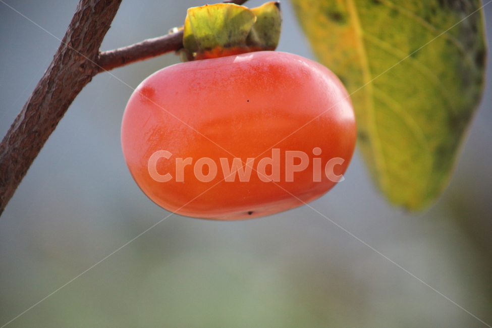 감나무,감,홍시,persimmon,fruit,가을,계절,fall,autumn,season,과일,열매,fruit,plant,식물,food,음식
