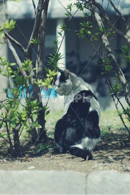 고양이,cat,얼룩,동물,animal,동네,마을,길고양이,동물,animal,포유류,mammal,고양이,cat,kitten,kitty,감성,sensible,feeling