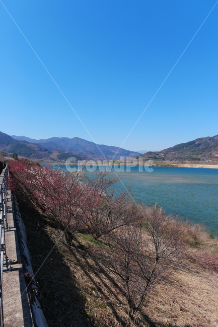 섬진강,봄,풍경,강,강줄기,자연,nature,water,물