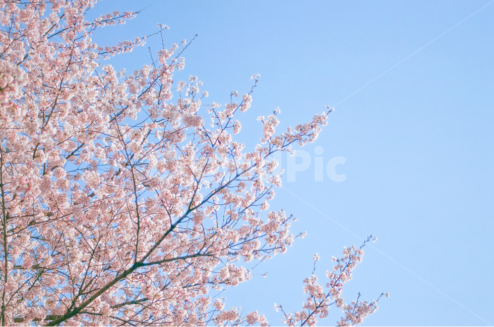 벚꽃,꽃,자연,flower,nature,봄,계절,spring,season,나무,tree