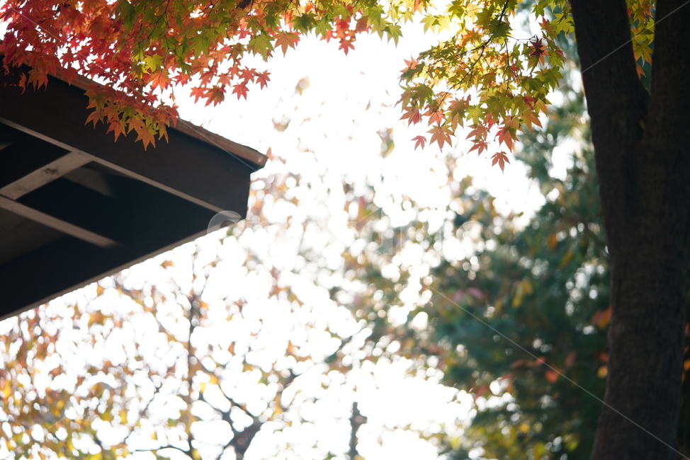계절,가을,생물,생명,식물,컬러,색감,단풍,leaf,잎,tree,나무,plant,가을,계절,fall,autumn,season