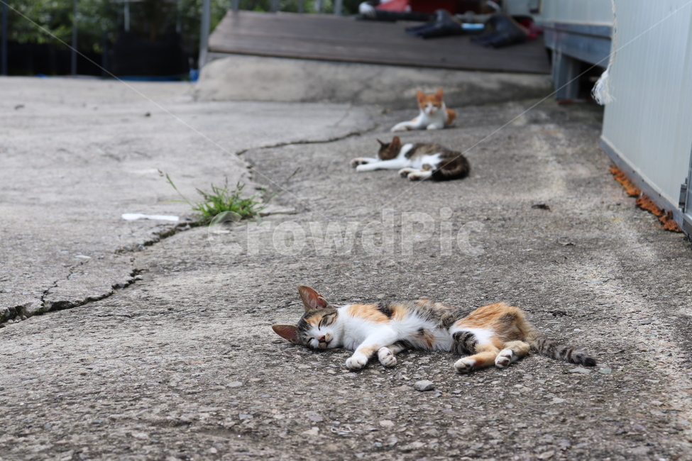 고양이,동물,길고양이,cat,animal,야생동물,길냥이,kitty,kitten,평온,잠,나른함,sleep,동물,animal,포유류,mammal,고양이,cat,kitten,kitty