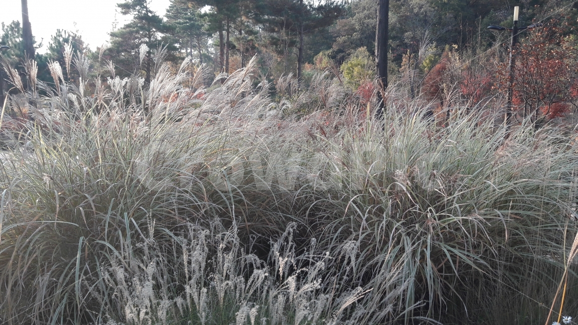 수목원,갈대,바람,나무,가을,가을,계절,fall,autumn,season,식물,자연,plants,nature,grass,잔디,plant,lawn