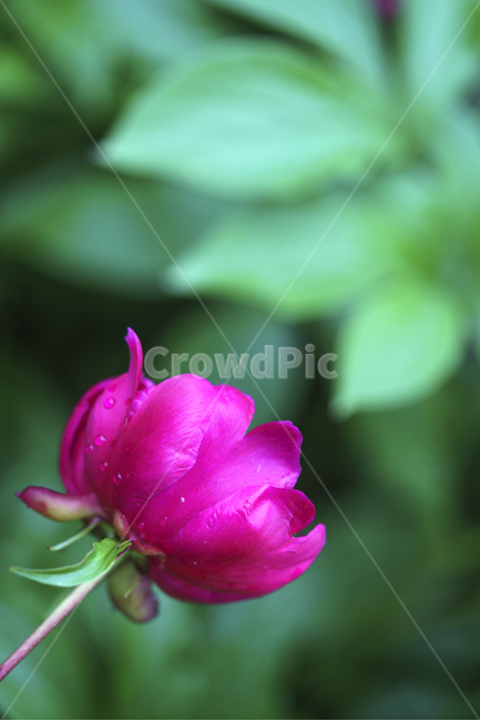 자연,풍경,봄,꽃,감성,작약꽃,식물,자연,plants,nature,꽃,flower