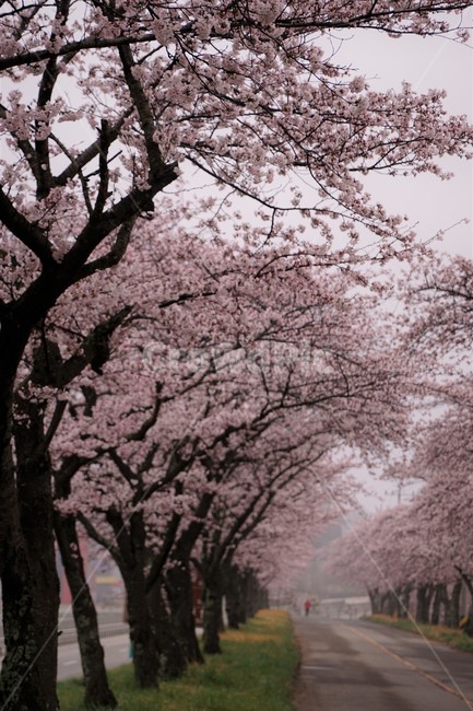 꽃,벚꽃,벚나무,나무,자연,식물,자연풍경,봄,spring,nature,trees,감성,로맨틱,분홍색,pink,길,풀,sky,하늘,봄,계절,spring,season,plant,flower,cherry blossom,blossom