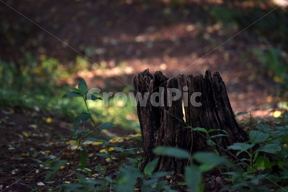 궁둥공원,산책로,나무,숲,자연,산책,풀,식물,자연,plants,nature,나무,trees,wood