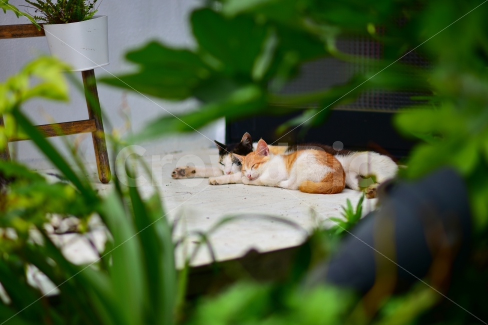 young,Emotional photo,stray cat,cat,sight,animal,Emotion,nap,family,spare