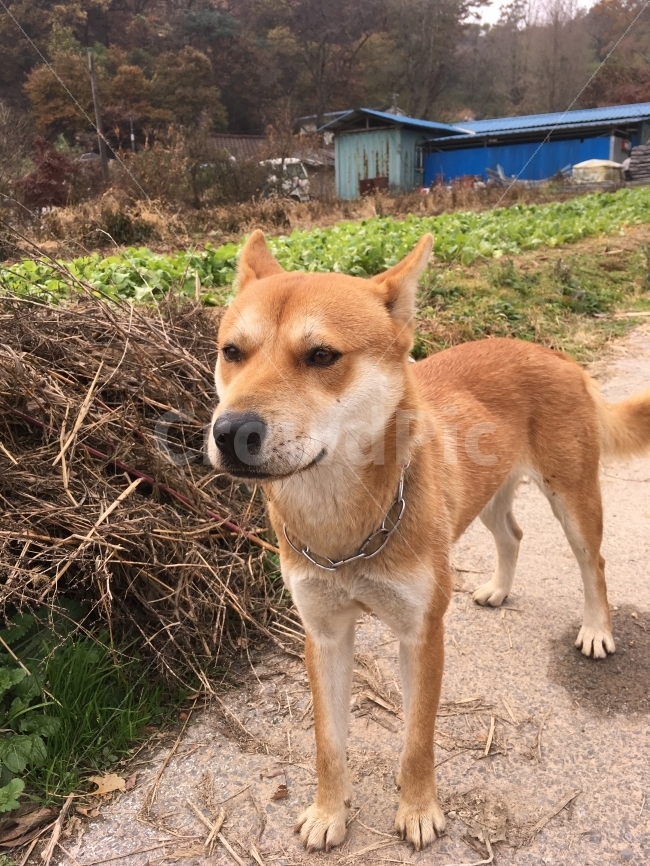 개,황구,똥개,진돗개,dog,동물,animal,개,강아지,dog,doggy,포유류,mammal