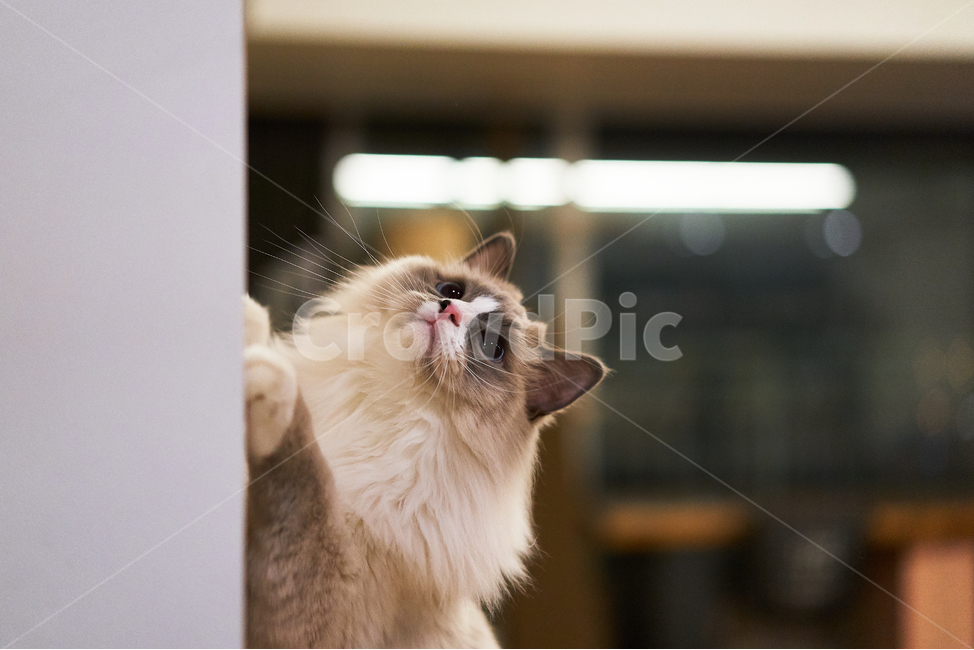 고양이,랙돌,렉돌,ragdoll,귀여움,하얀고양이,흰고양이,고양이사냥,동물,animal,아기고양이,kitten,호기심,귀여운고양이,cat,동물,animal,포유류,mammal,고양이,cat,kitten,kitty