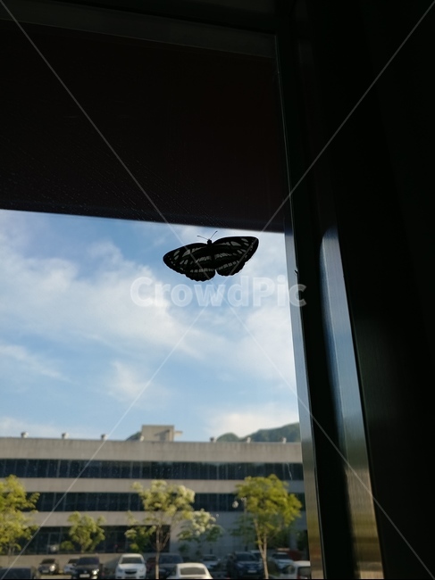 하늘,나비,자유,창문,건물,빌딩,창틀,곤충,벌레,insect,bug,butterfly