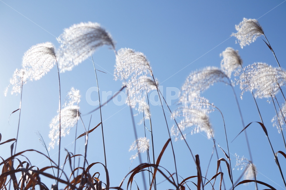 억새,하늘,빛,가을,풍경,해,grass,잔디,plant,식물,lawn