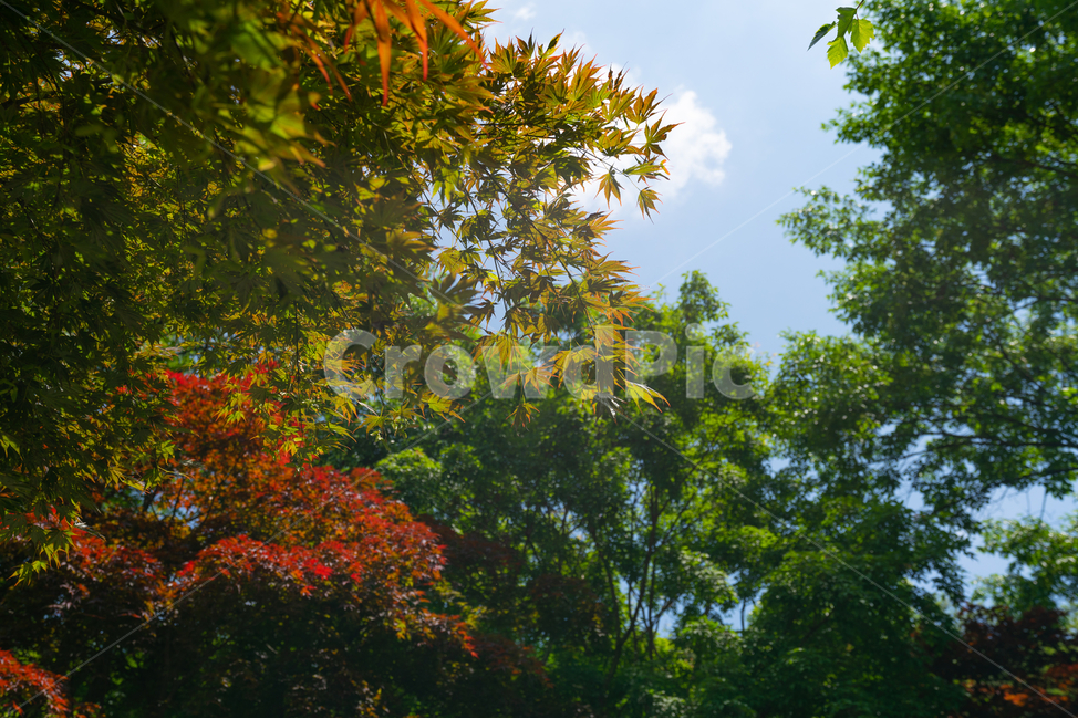 맑음,하늘,자연,공원,푸르름,맑은하늘,나무,sky,natural,park,풍경,구름,cloud,자연,풍경,nature,landscape,plant,식물,leaf,잎,tree
