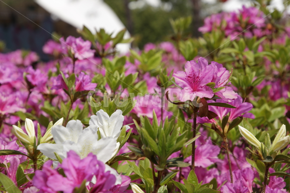 철쭉,분홍,꽃,분홍꽃,봄,봄꽃,봄꽃축제,flower,pink,pinkflower,꽃망울,꽃밭,분홍색,흰색,흰,핑크색,봄,계절,spring,season,식물,자연,plants,nature,꽃,flower,geranium,제라늄,plant,blossom