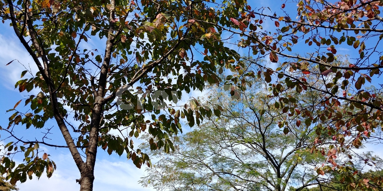 나무,tree,식물,가을,맑음,쾌청,알록달록,fall