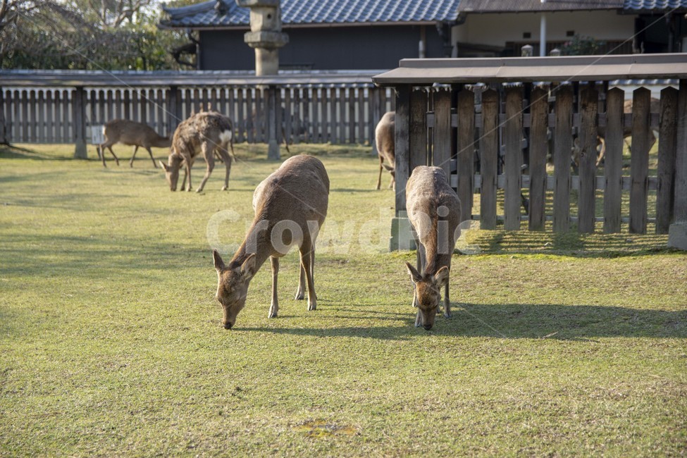 사슴,동물,자연,야생,나라공원,deer,animal,nature,wild