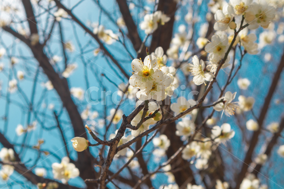벚꽃,blossom,flower,꽃,봄,나무,spring,tree,산뜻함,싱그러움,설레임
