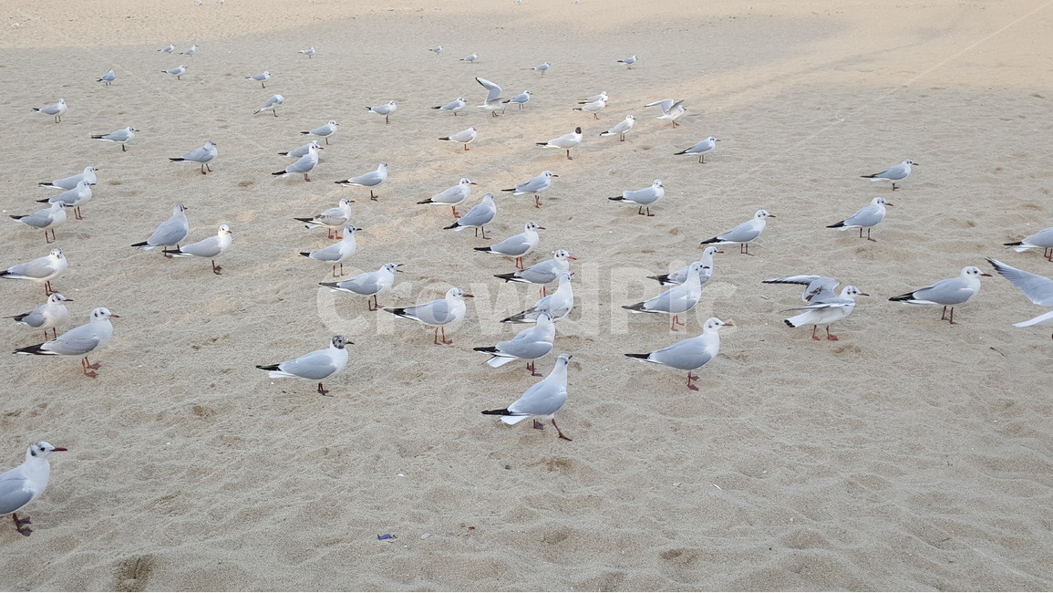 해변,갈매기,모래,바다,새,해변,바다,beach,sea,동물,animal,조류,새,birds