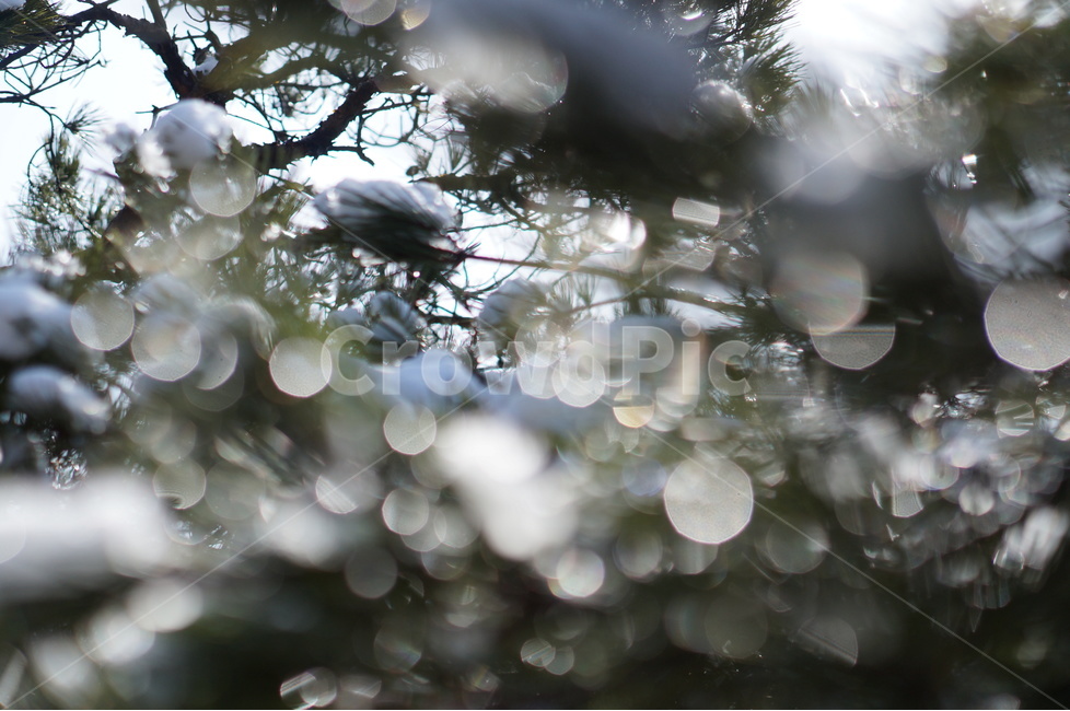 빛망울,보케,물방울,빛,풍경,나무,겨울,햇빛,겨울,계절,winter,season,식물,자연,plants,nature