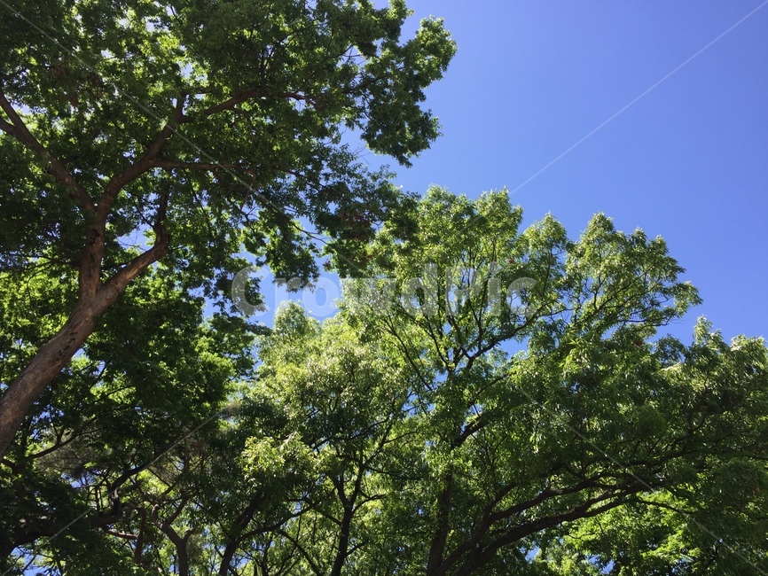 나무,tree,식물,plant,나무줄기,treetrunk,자연,nature