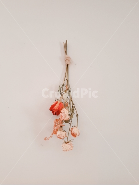 드라이플라워,인테리어,deco,소품,벽,장미,rose,flower,감성,분위기,아이보리,그라데이션,꽃,꽃,flower