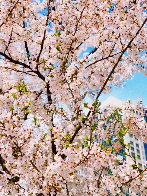 plant,식물,blossom,flower,꽃,park,소풍,벚꽃,피크닉,봄