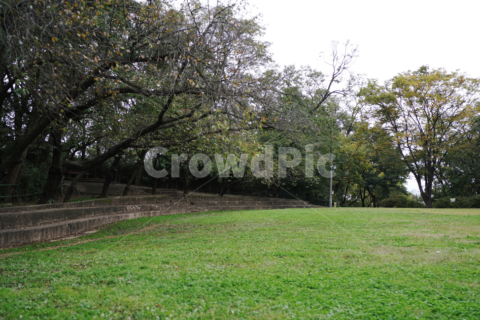 잔디,경기장,공원,grass,plant,식물,lawn,노천강당