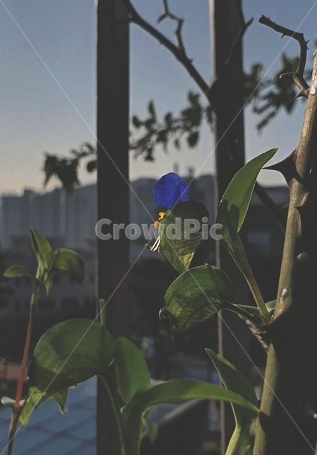 식물,꽃,잎,닭의장풀,파란꽃,파란색꽃,가시,파란색,감성,flower,leaf,blossom,식물,자연,plants,nature