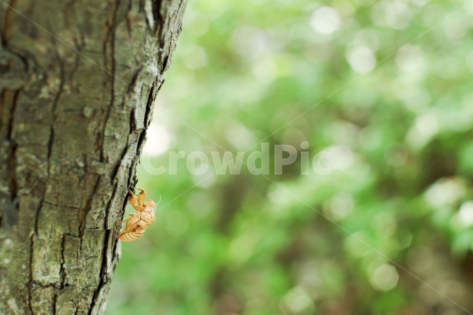 곤충,초록색,초록,보케,bokeh,여름,동물,animal,곤충,벌레,insect,bug