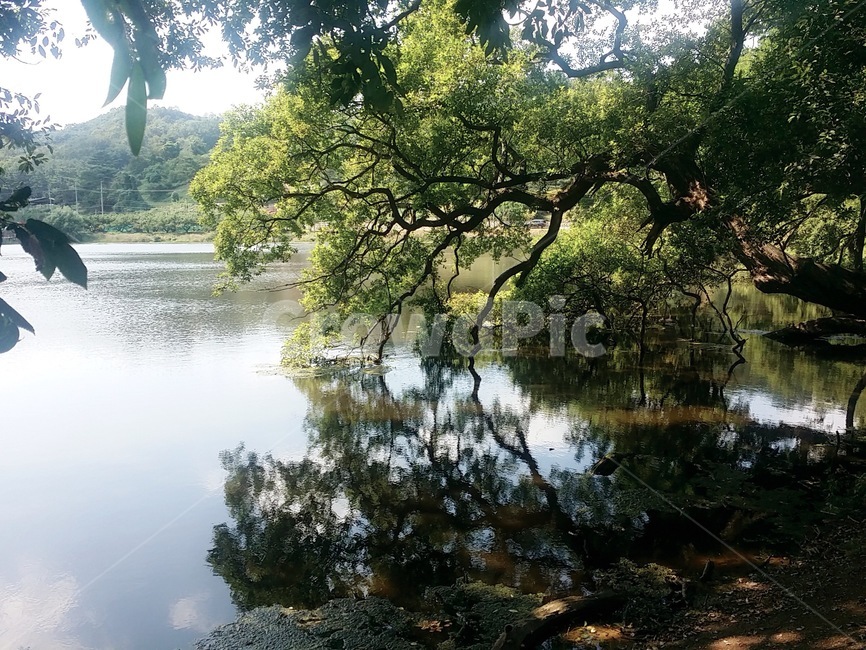 울창,울창한,나무,푸른,여름,연못,자연,풍경,nature,landscape,water,물,land,땅,outdoors,옥외,vegetation,초목,plant,식물,tree