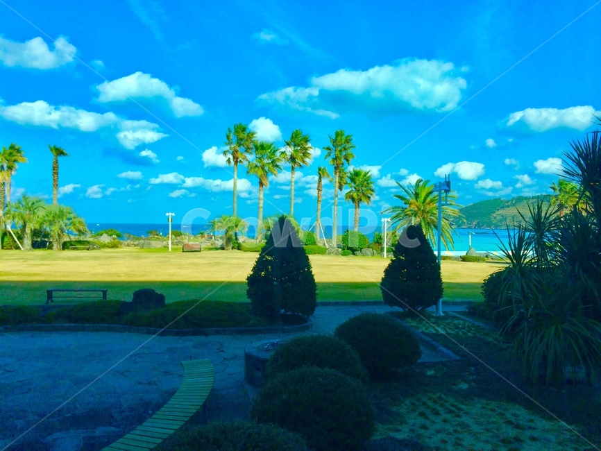 summer,여름,grass,잔디,plant,식물,제주도,해변,바다,야자수,하늘