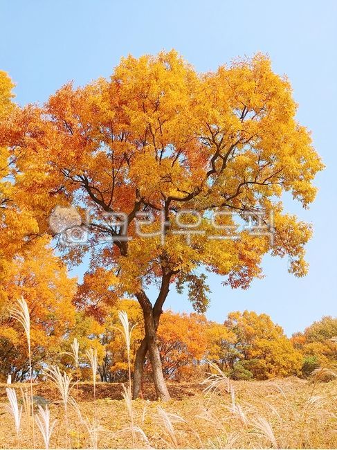 가을, 단풍, 나무, tree, autumn, 사진,이미지,일러스트,캘리그라피 - algus4012작가