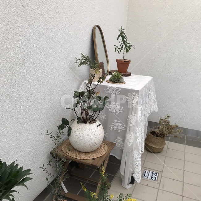 plant,식물,blossom,꽃,flower,art,vase