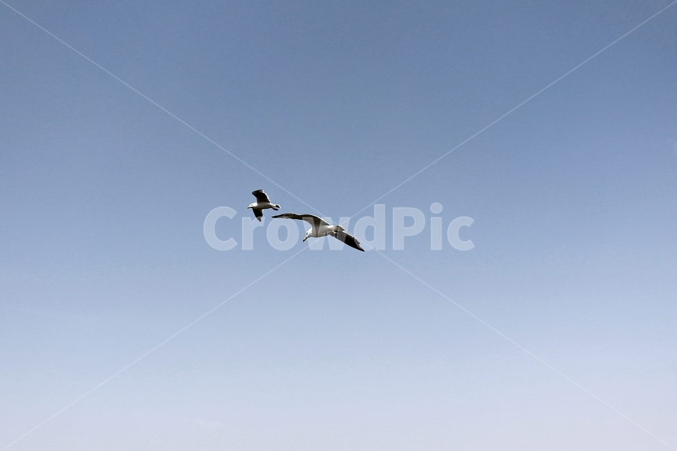 갈매기,새,조류,비행,fly,bird,blue,sky,하늘,푸르름,날개,wing,동물,animal,조류,새,birds