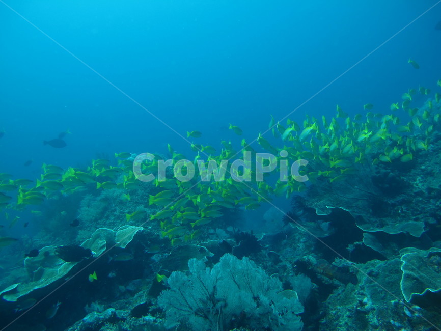 underwate,수중,underthesea,바닷속,nature,자연,sealife,해양생물,underwatercreature,수중생물,reef,암초,dive,scubadiving