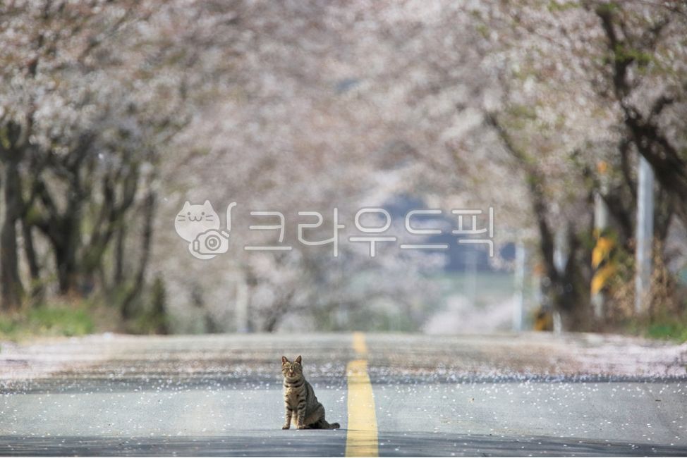 Cherry Blossom,kitty,flower,outdoor,Pets,kitten,stray cat,mammal,cat,road name,animal,mammalia,pet