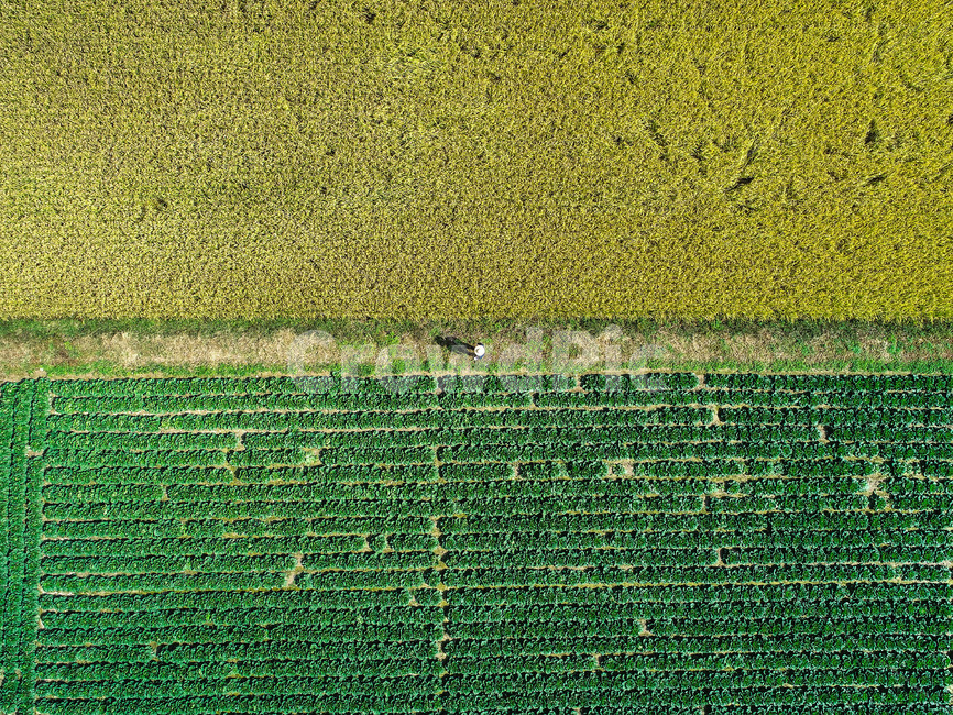 배추,논,가을,수확,드론사진,컬러,color,계절,색,대비,산업,industry,industrial,농업,농사,agriculture,farming,farming industry