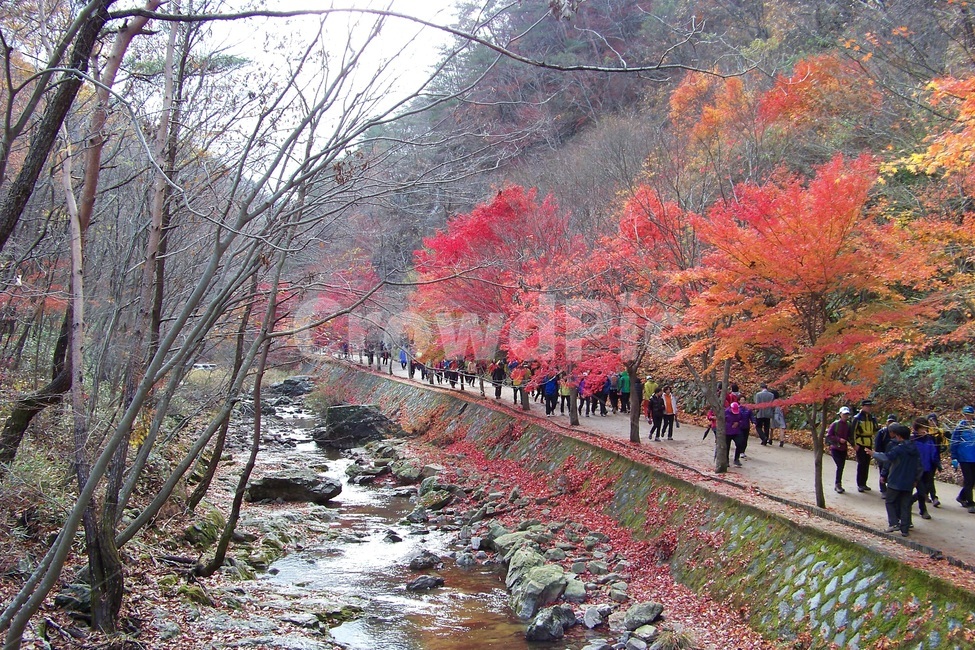 가을,단풍,계곡,행락,산행,단풍나무,산책로,빨간단풍,관광지,하이킹,트레킹,오솔길,자연,풍경,물길,산,여행,낙엽,가을단풍,계절,힐링,자연경관,야외활동,걷기여행,한국의가을,산책,청량함,계곡물,알록달록,울긋불긋,단풍놀이,가을여행,낭만,감성,건강,가족여행,자연친화,아름다움,바람,추억,가을,계절,fall,autumn,season,tree,나무,plant,식물