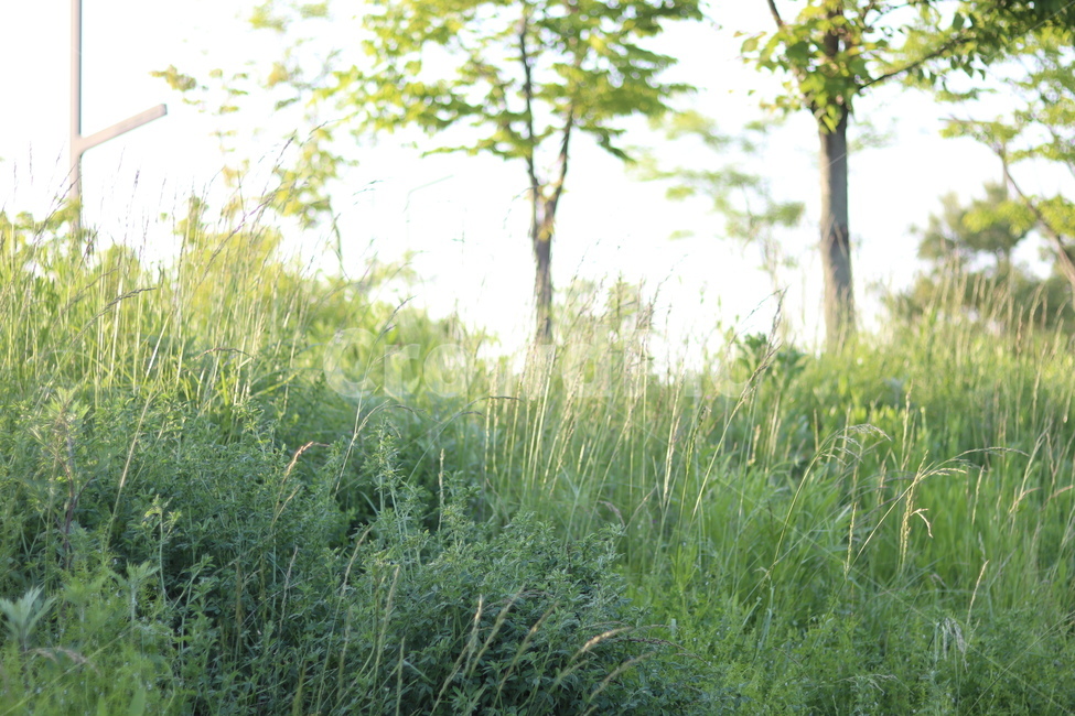 산책길,초록,나무,햇빛,풀,봄,자연,풍경,nature,landscape,한국자연풍경,한국자연경관,korea nature landscape,휴식,힐링,rest,relaxation,healing,plant,식물,vegetation,초목
