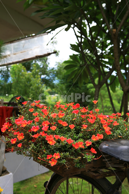 꽃,자전거,정원,자연,봄,식물,자연,plants,nature,꽃,flower